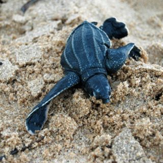 Avondtour zeeschildpadden