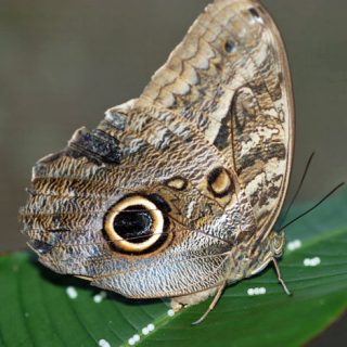 Neotropical Butterfly Park