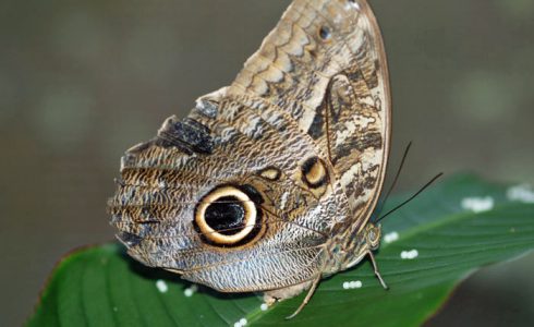 Neotropical Butterfly Park