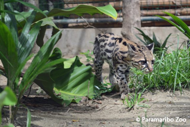 Paramaribo Zoo