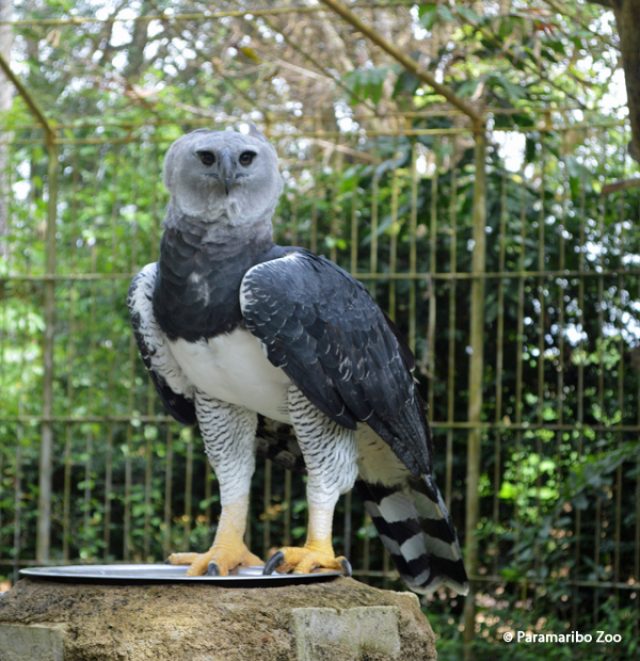 Paramaribo Zoo