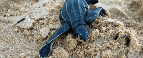 Evening Tour Sea Turtles