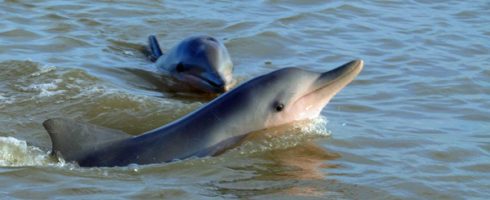 Sunset & Dolphins