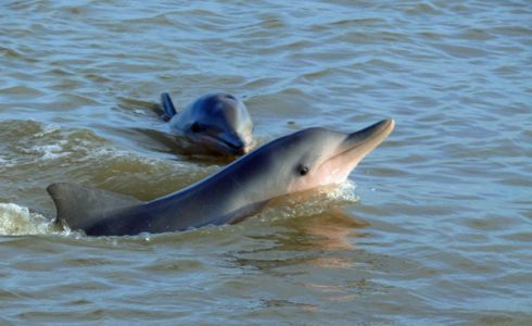 Sunset & Dolphins