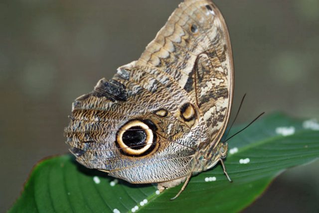 Neotropical Butterfly Park