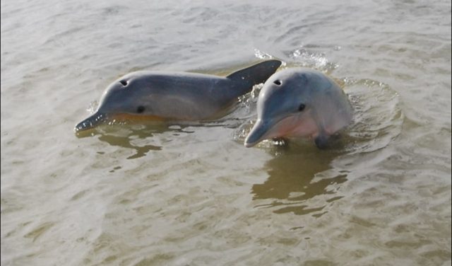 Dolphins